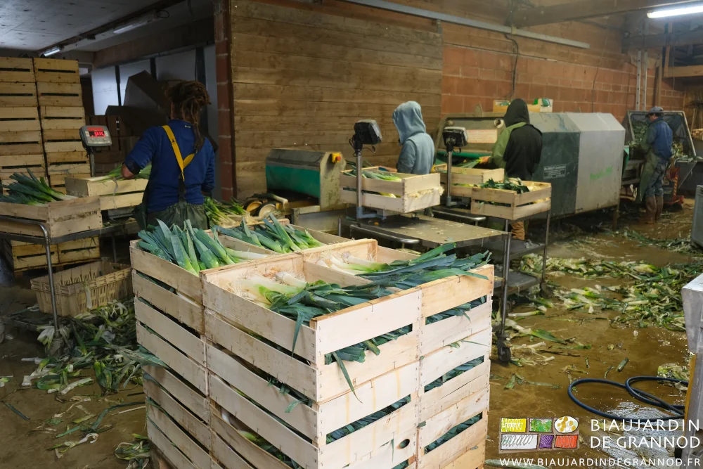 photo des 4 Biaux Jardiniers affairés avec la laveuse à poireau