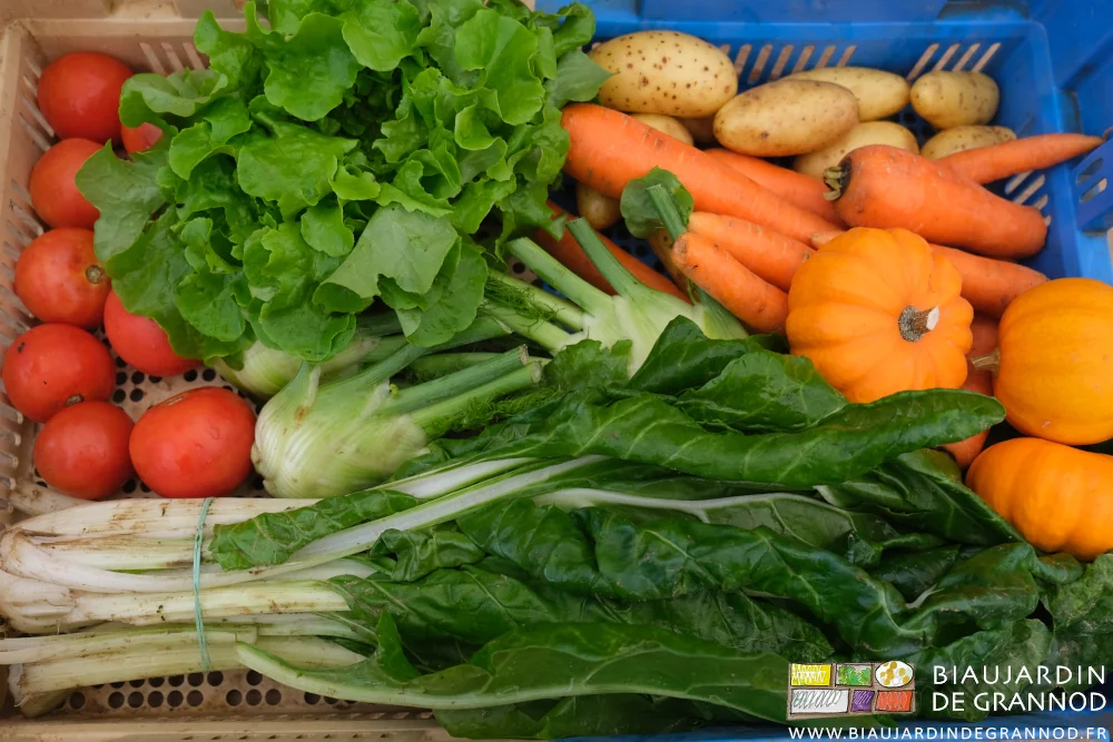 photo du panier bien diversifié de la semaine, du rouge au blanc en passant par le jaune, le orange