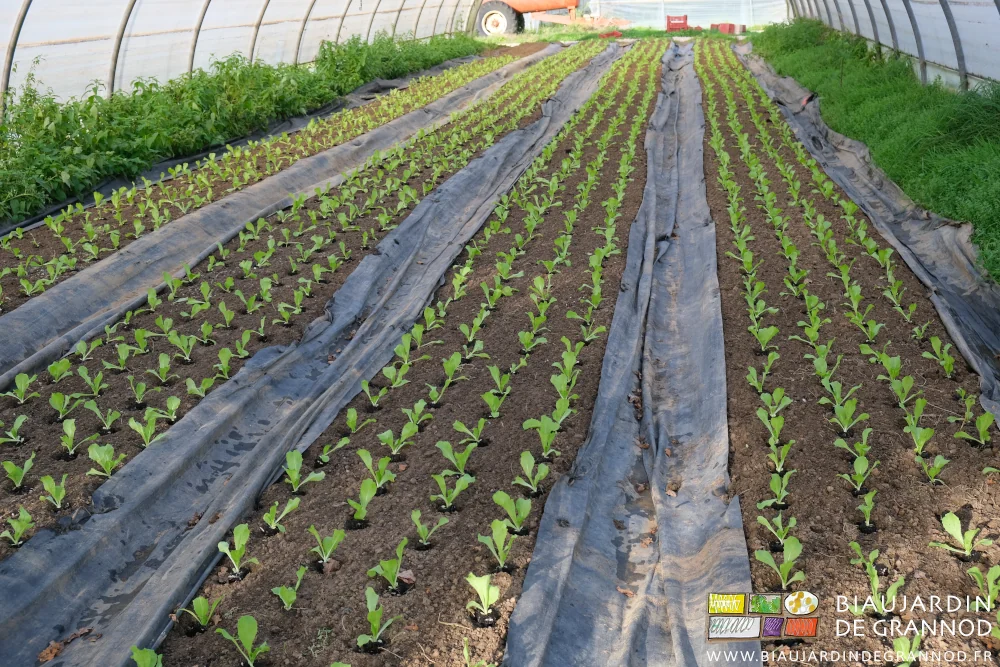 Photo de scarole plantée en 4 rangs par planche non filmée et allées couvertes d’une toile noire