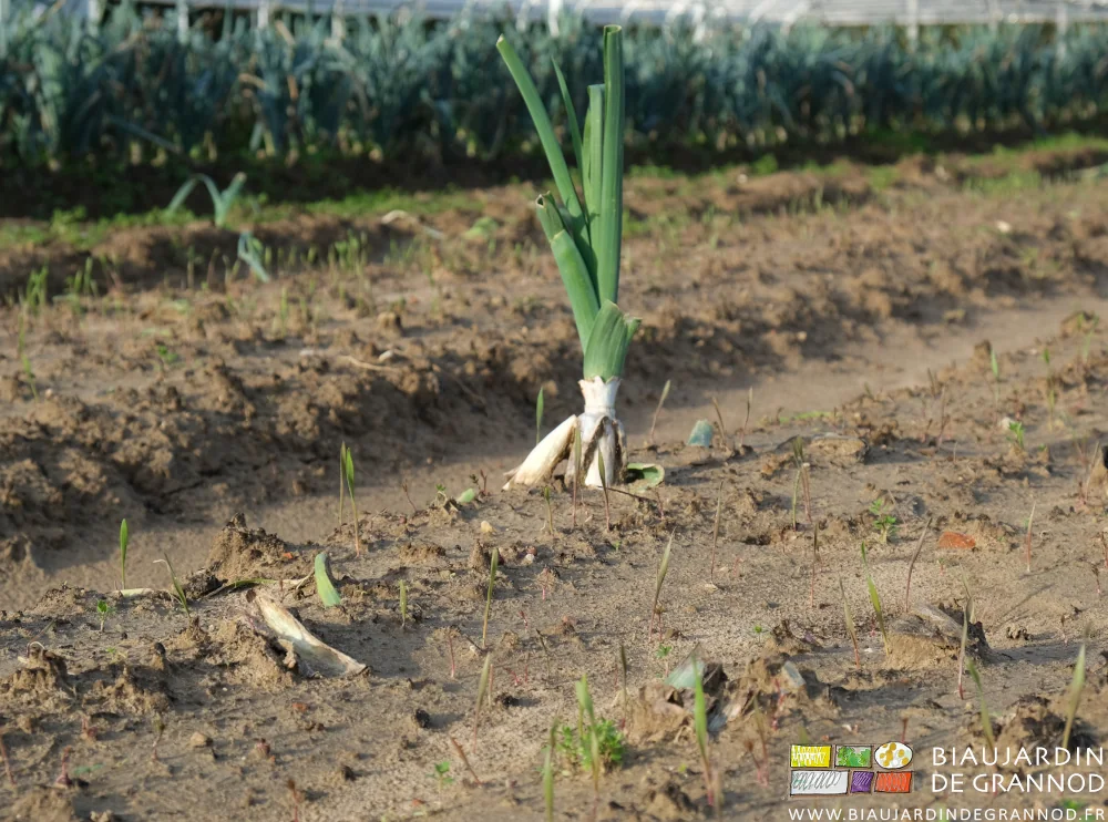 photo de plantules vertes et rouges de très jeune seigle dans des planches de poireau récolté