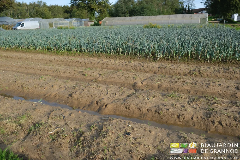 photo d'allées couvertes d'eau dans un carré de poireau en cours de récolte