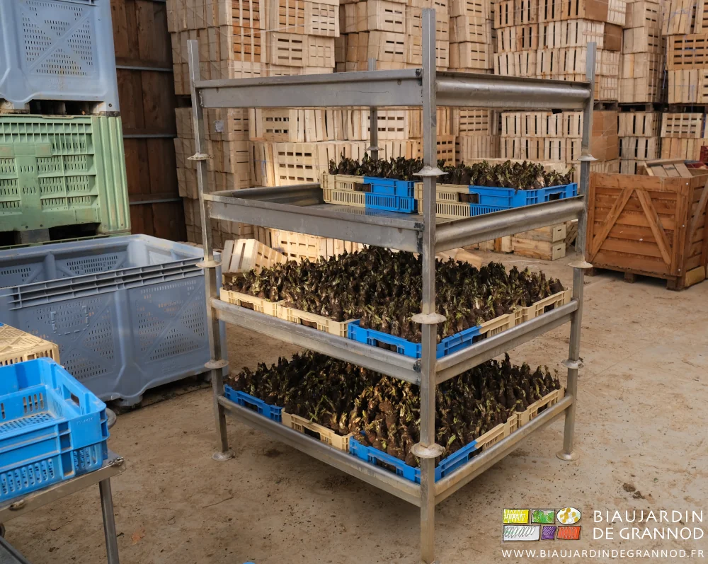 photo de bacs à endive empilés avant mise en pousse dans leur local