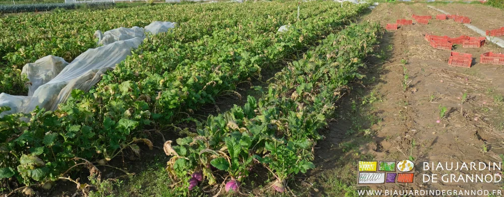 photo du carré de navet en début de récolte