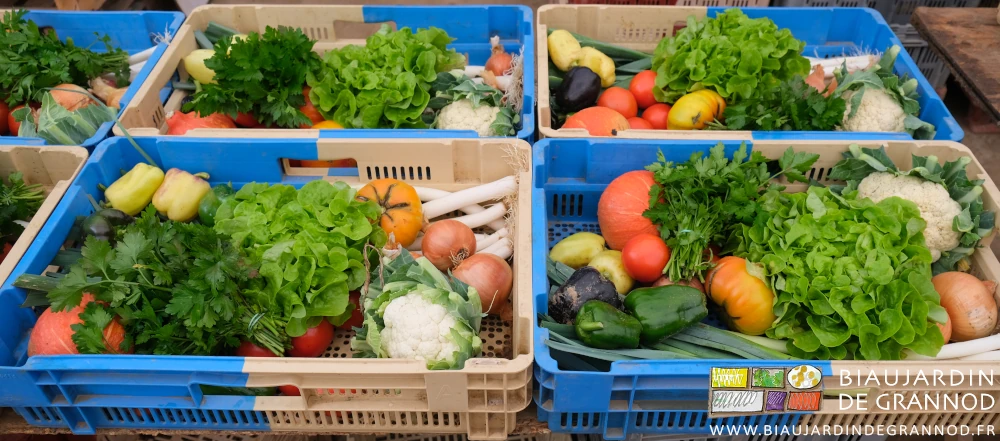 photo de paniers de légumes de toutes couleurs