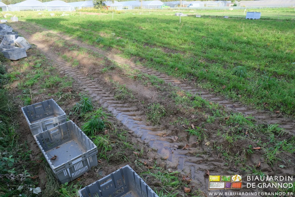 photo de deux planches récoltées dans le carré de carrotte