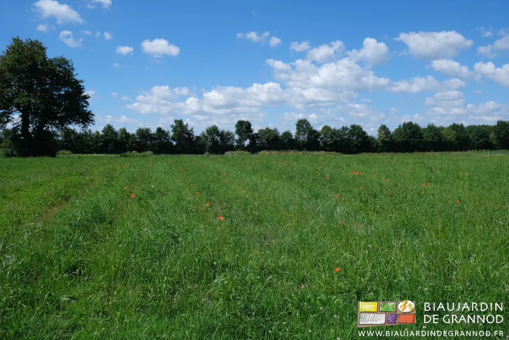photo de l'engrais vert avec quelques coquelicots sur fond de haie bocagère