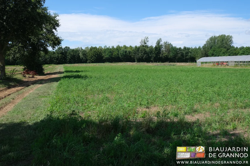photo de la parcelle en engrais vert pluriannuel peu après un broyage d'entretien