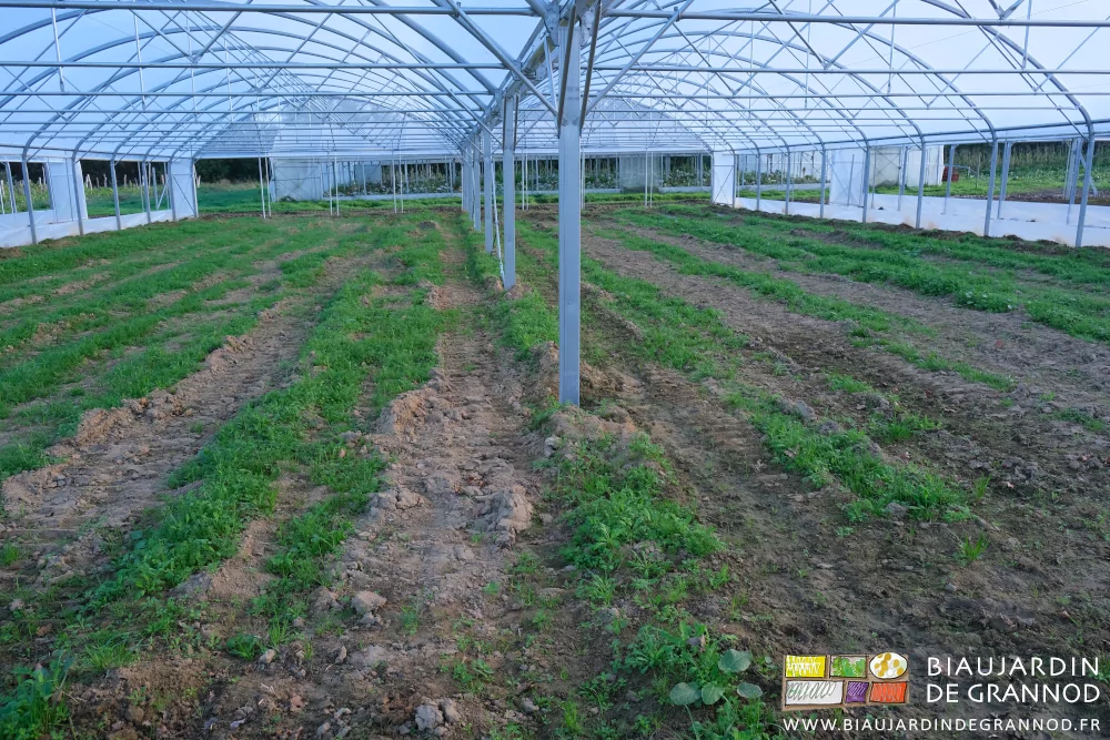 photo sous tunnel des adventices de fin de saison en plein développement.