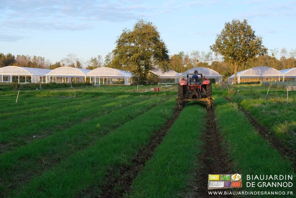 photo de binage des allées entre planches d'engrais vert sur fond de chênes, tunnels et bocage