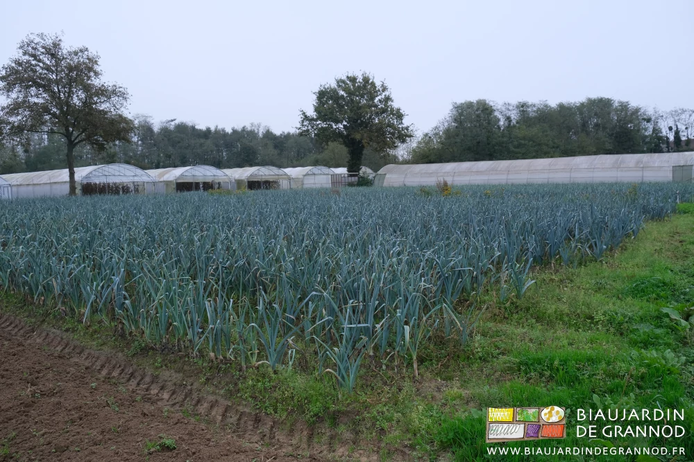 photo des carrés de poireau cultivés en haut du jardin