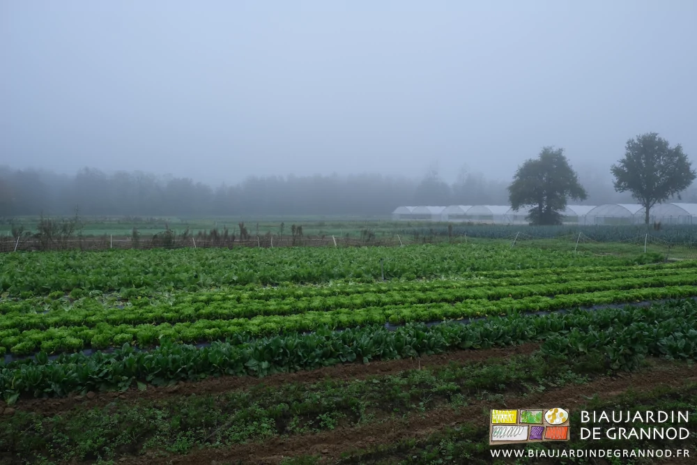 photo d'ensemble du jardin, légumes et arbres sous ciel gris et brouillard tenace