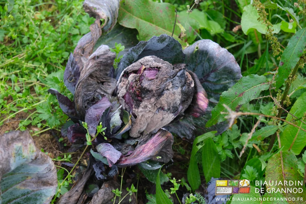 photo d'un chou rouge atteint de pourriture