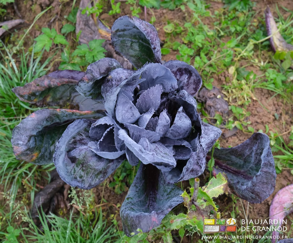 photo d'un chou rouge sans formation de tête pommée
