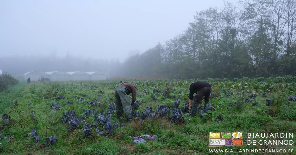photo de l'équipe courbée dans l'humidité sous temps très gris pour peu de récolte