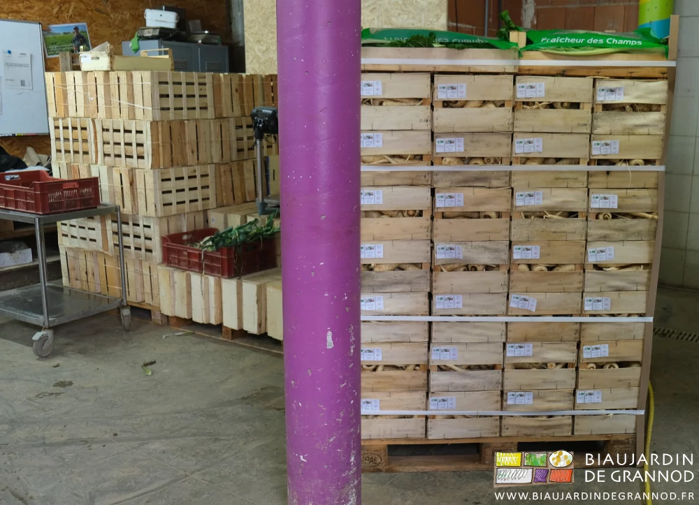 photo d'une palette de panais en cagette bois,étiquetées et sanglées pour expédition