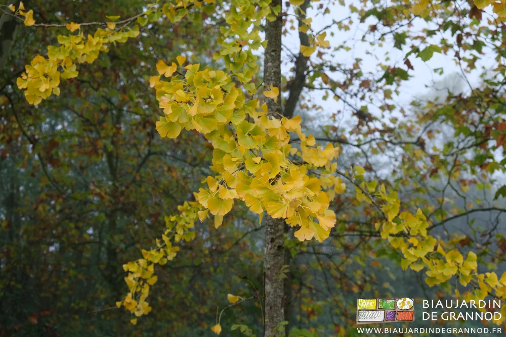 photo des feuilles jaunes d'un ginkgo planté en haut du jardin