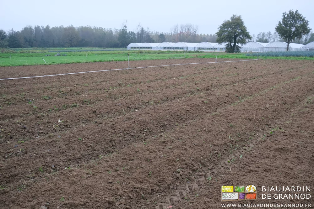 photo des planches déchaumées dans un carré de fenouil 