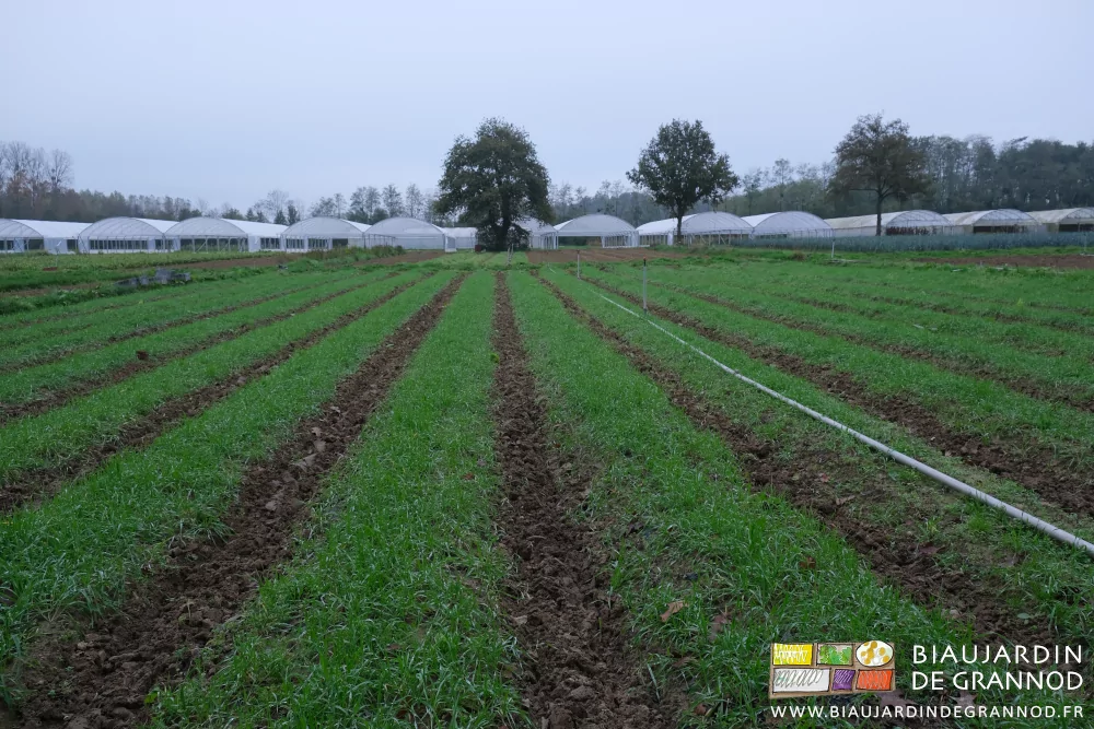 photo de plusieurs carrés d'engrais vert en alignement sur fond de tunnels