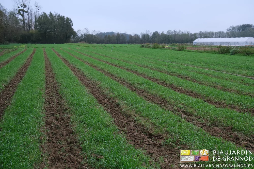 photo d'un carré d'engrais verts aux allées permanentes binées