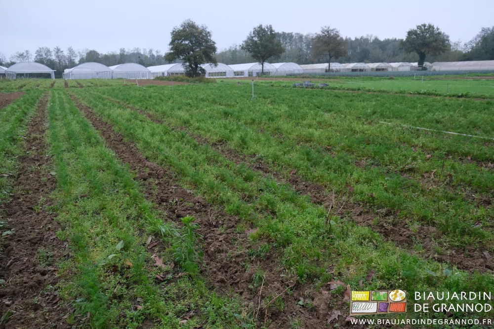 photo des rangs de carotte sur les planches aux allées binées il y a peu