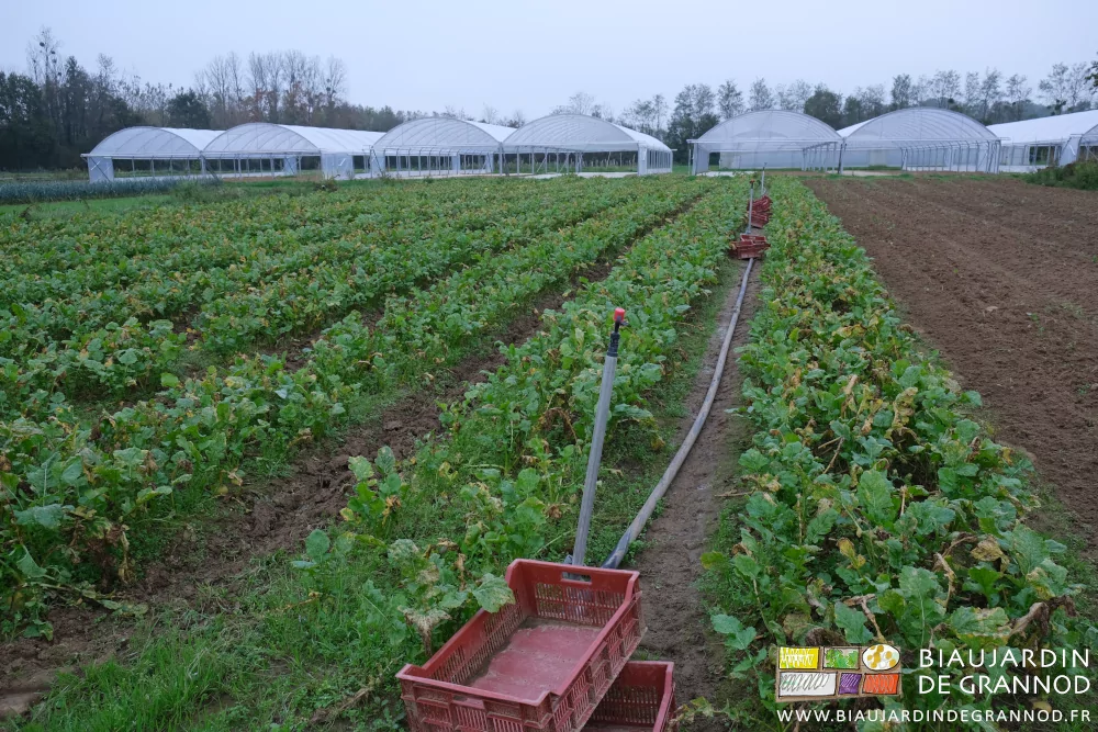 Photo en alignement des planches de navet, des cagettes disposées dans les allées