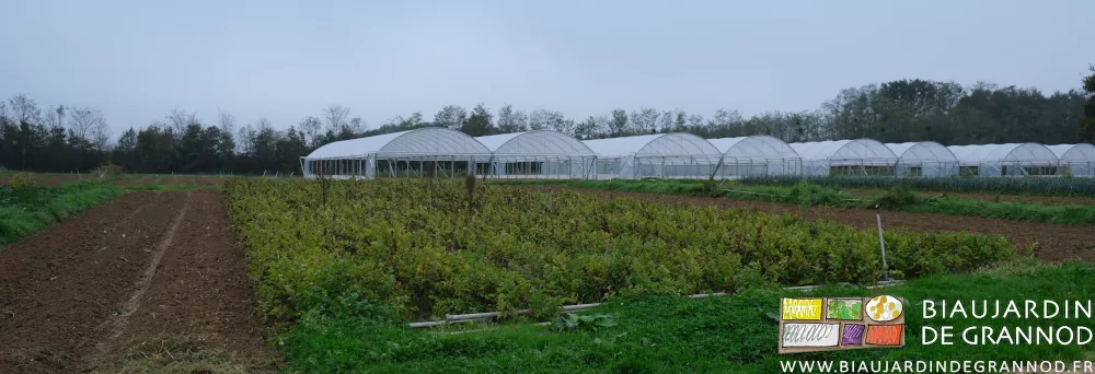 photo des planches de panais entourées de planches déjà récoltées et vendues