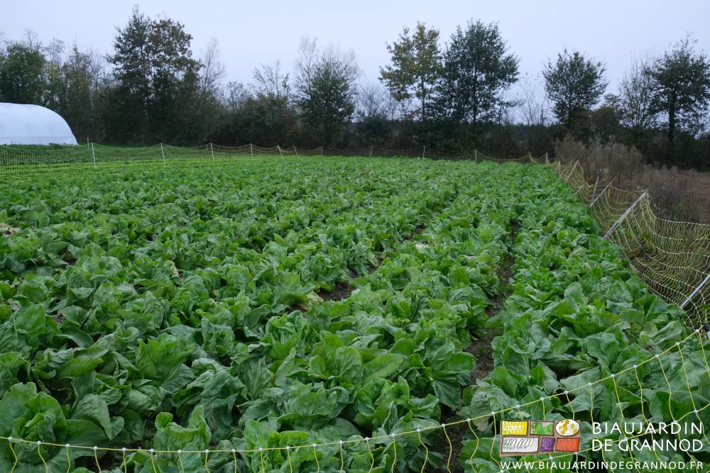 photo du carré garni de pain de sucre et scarole