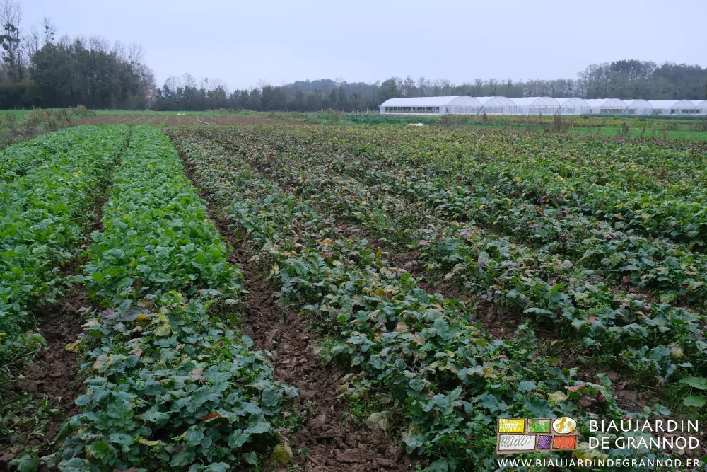 photo du carré de radis aux feuilles plus ou moins vertes ou rouges selon la variété