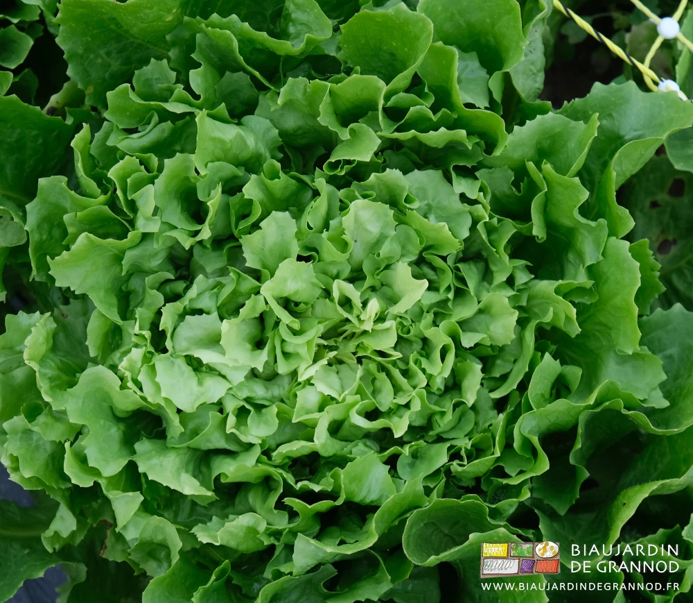 photo proche d'une tête de scarole blanchie naturellement au champ