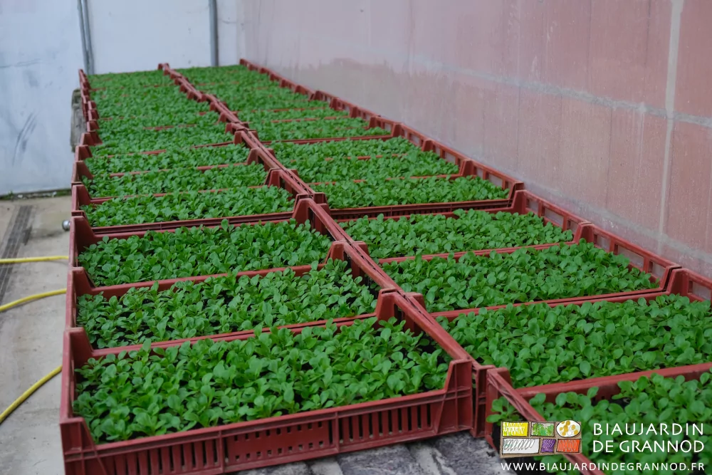 photo des caisses de mottes de mâche sur tablette dans notre serre à plants