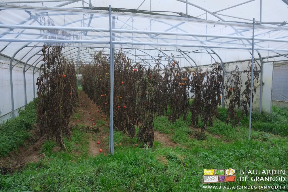 photo d'un tunnel de tomates encore ramées dont les pieds sont complètement secs