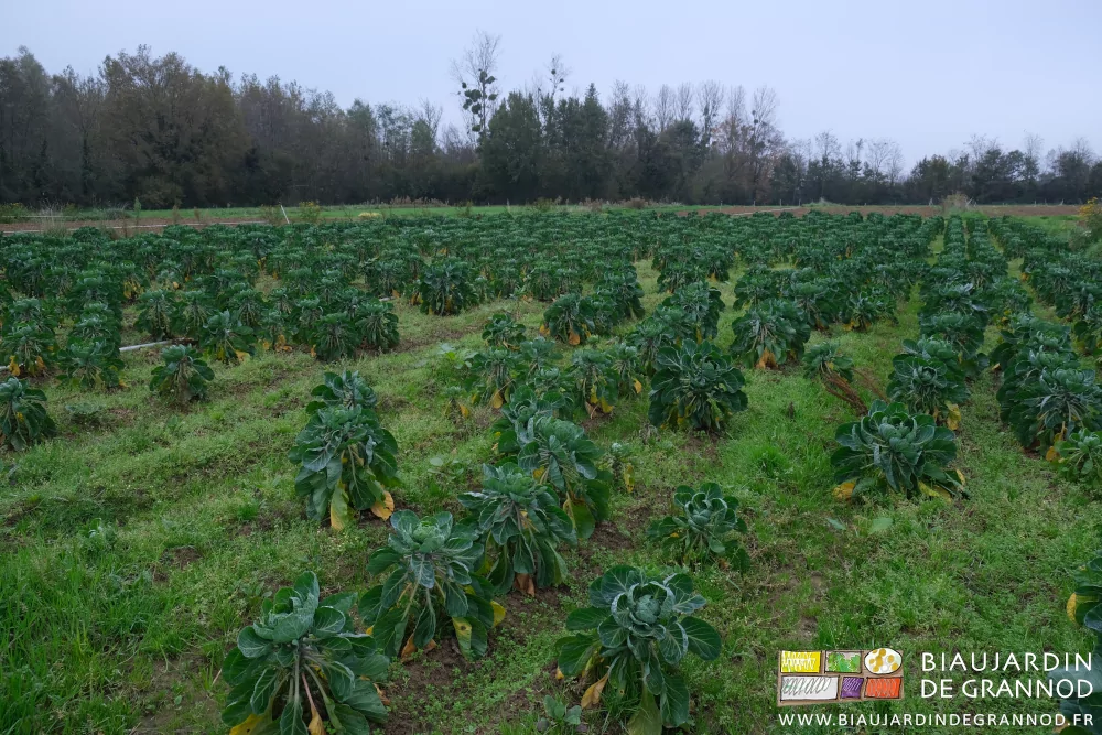 photo du carré des choux de Bruxelles irrégulièrement développés