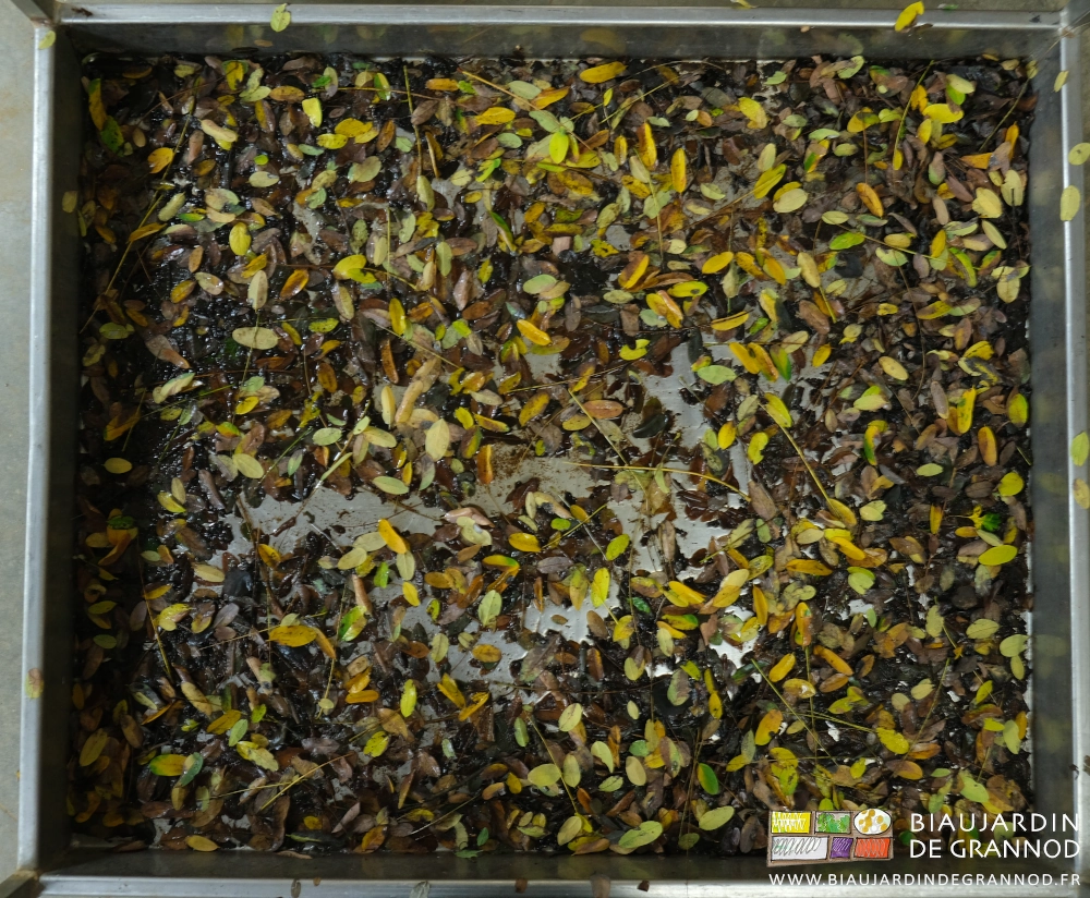 photo d'un bac à endive d'un mètre carré couvert de feuilles jaunies de saules et acacia