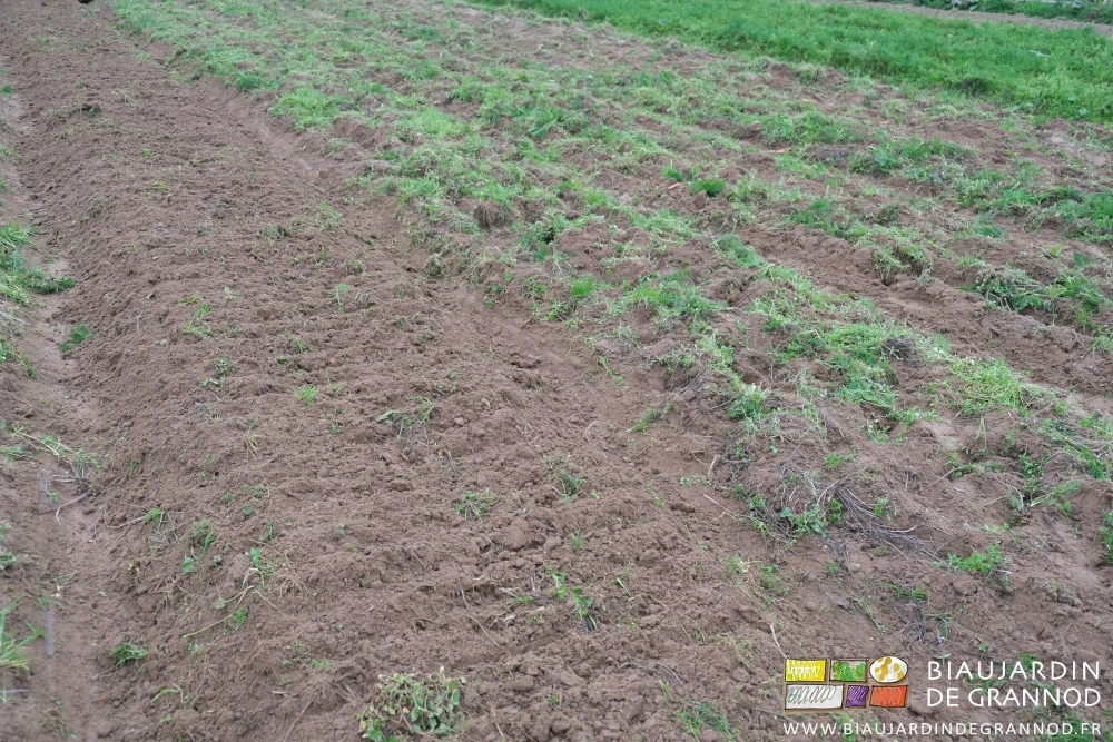 photo comparative planche après récolte enherbée et planche reprise au cultibutte