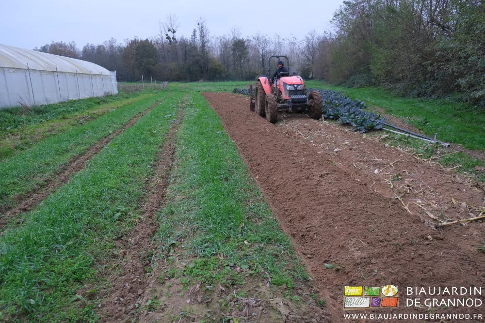photo de travail au cultibutte entre engrais vert et chou à hiverner