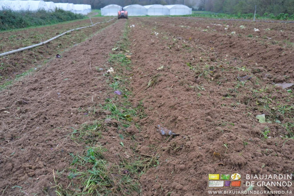 photo d'un carré de chou déchaumé après récolte et rerpis au cultibutte