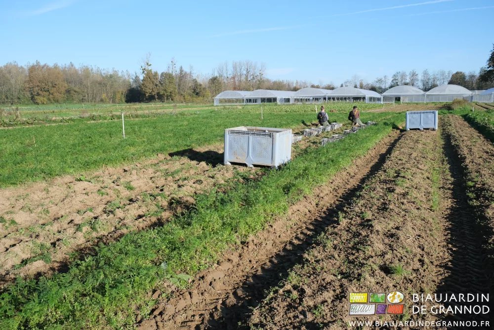 photo d'ensemble de la récolte manuelle du carré de carotte