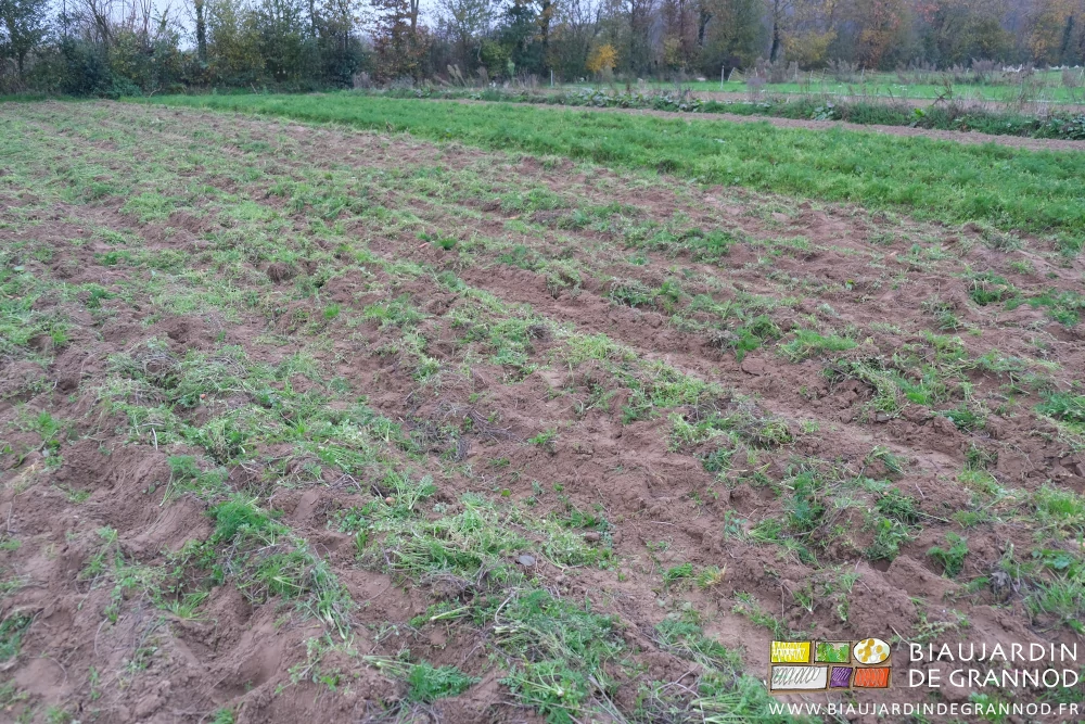photo du carré en cours de récolte, les planches avec beaucoup d'herbes adventices