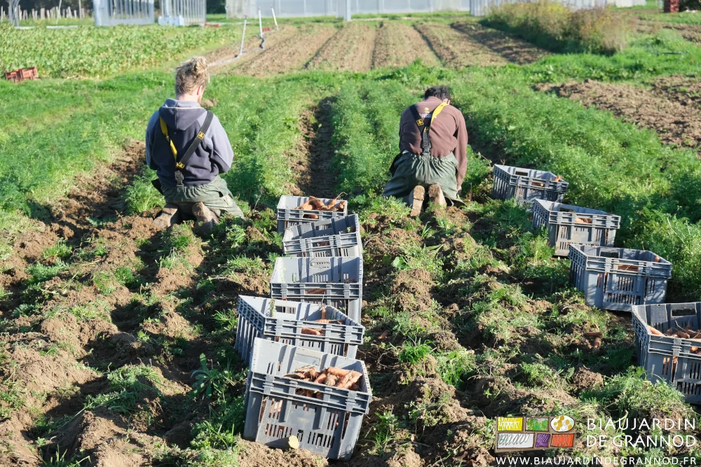 photo de 2 biaux jardiniers agenouillés sortant les carottes de terre pour les mettre en cagettes