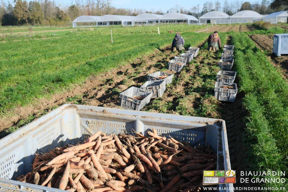 photo d'ensemble et sous ciel bleu du chantier de récolte des carottes