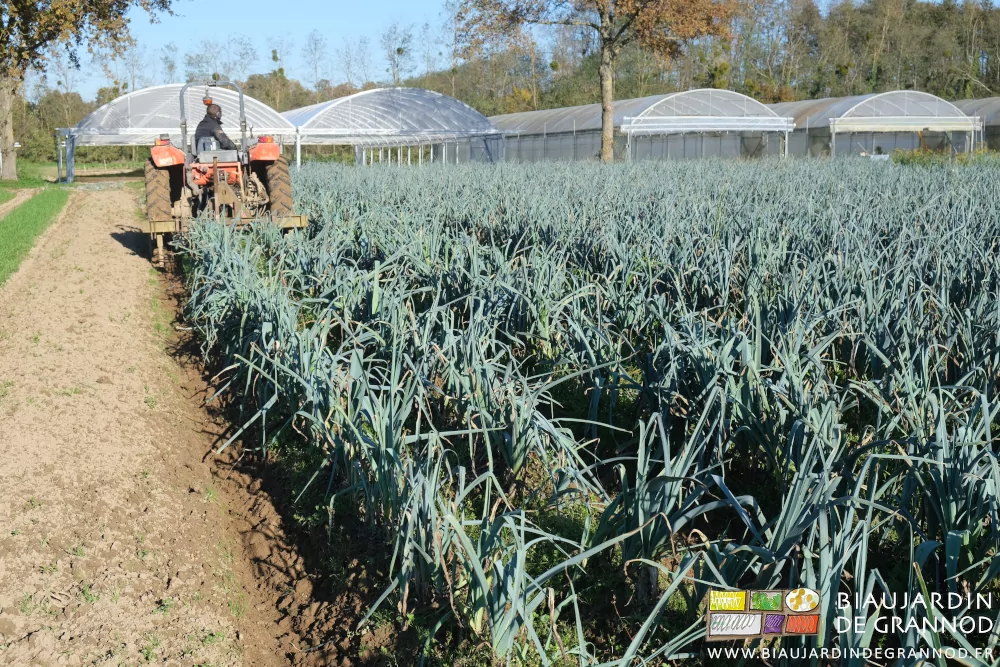 photo du carré de poireau des planches en cours d'arrachage sous ciel bleu et soleil