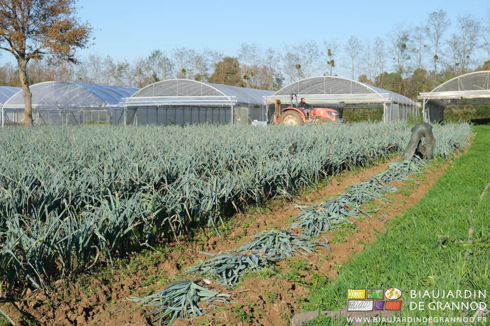 photo d'une Biau Jardinière courbée pour la récolte du poireau