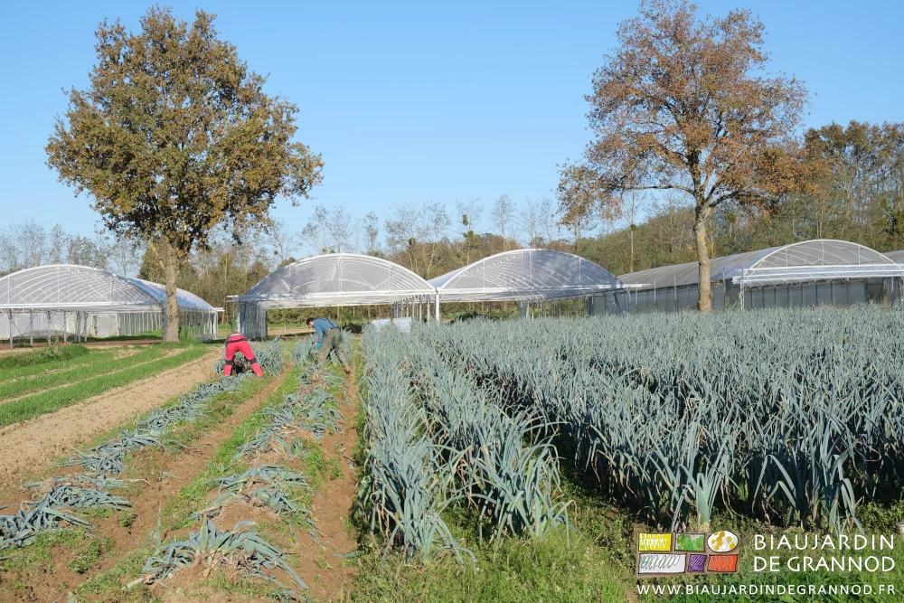 photo de 2 Biaux jardiniers au soleil récoltant du poireau