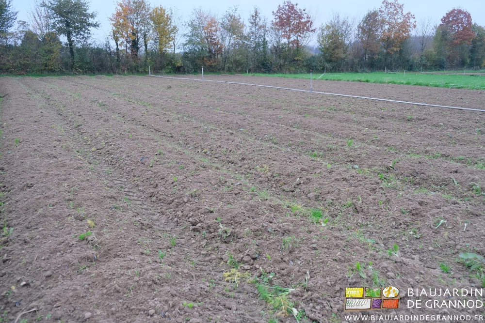 photo d'ensemble par temps gris d'un carré entièrement déchaumé avant semis d'engrais vert