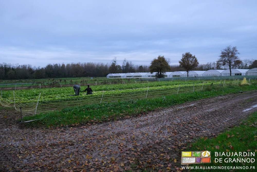 photo du jardin mouillé sous ciel gris au premier plan récolte de chicorée de plein champ