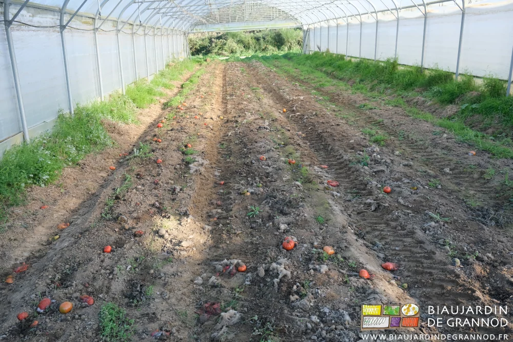 photo d'un tunnel vidé de sa culture, quelques tomates peu mûres restées au sol