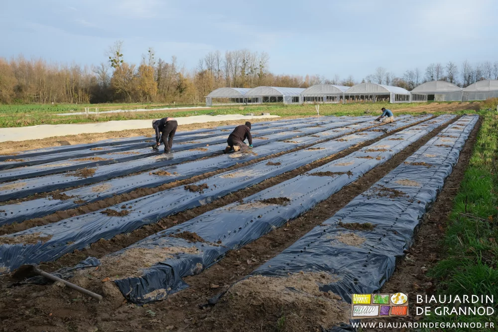 photo de 3 Biaux Jardiniers accroupis à la plantation de l'ail sur planche filmée