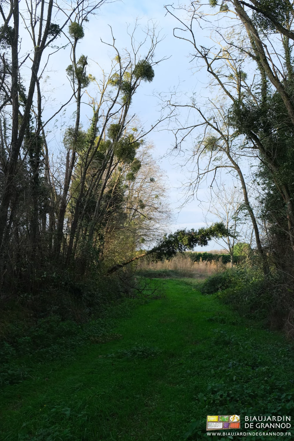 photo d'un acacia garni de lierre et cassé par le vent