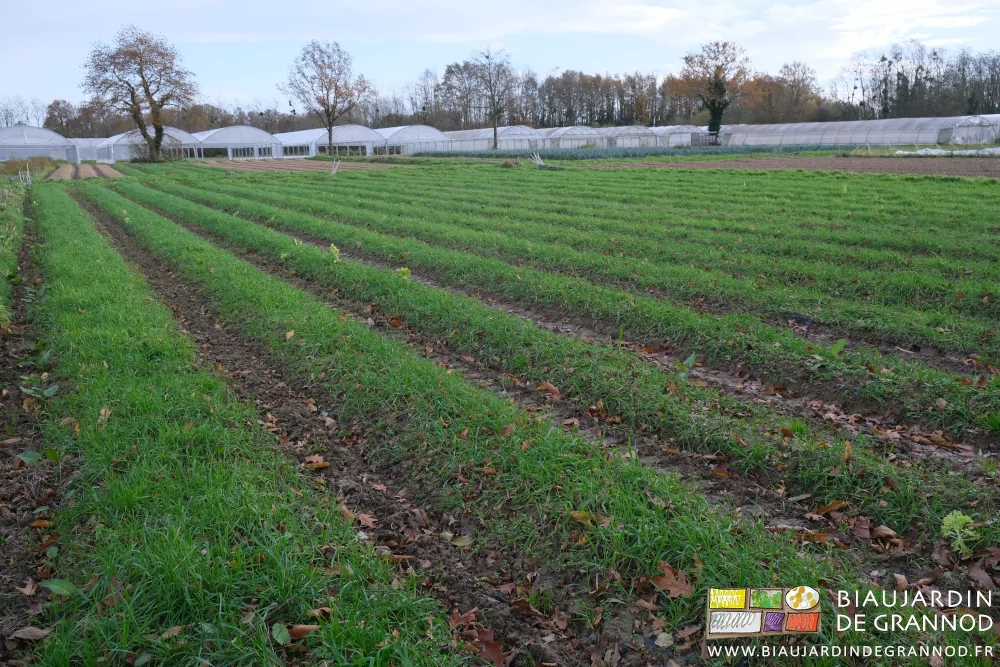 photo d'un carré de planches en engrais vert sous ciel gris en période de pluie