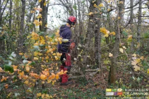 photo de Benjamin à l'intérieur d'une haie avec pantalon bloque chaîne, casque et tronçonneuse